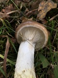 Gomphidius glutinosus image