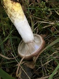 Gomphidius glutinosus image