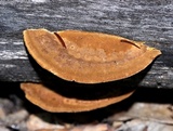 Gloeophyllum carbonarium image