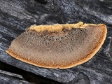 Gloeophyllum carbonarium image