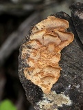 Gloeophyllum carbonarium image