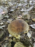 Leccinum pseudoscabrum image