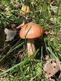 Leccinum aurantiacum image
