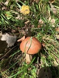 Leccinum aurantiacum image
