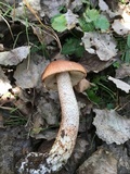 Leccinum aurantiacum image
