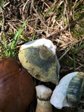 Imleria badia image