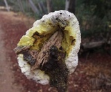 Fuligo candida image
