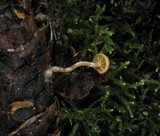 Galerina uncialis image
