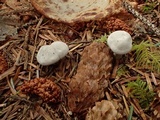 Clitopilus prunulus image