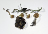 Galerina uncialis image