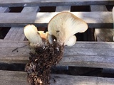 Hohenbuehelia petaloides image