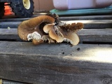 Hohenbuehelia petaloides image