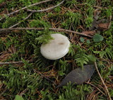 Hygrophorus agathosmus image