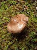 Cortinarius variicolor image
