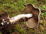 Cortinarius variicolor image