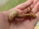 Gymnopilus punctifolius image