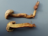Gymnopilus punctifolius image