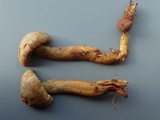 Gymnopilus punctifolius image