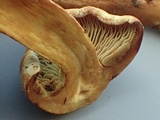 Gymnopilus punctifolius image