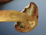 Gymnopilus punctifolius image