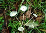 Leucocoprinus fragilissimus image