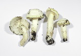 Hygrophorus chrysodon image