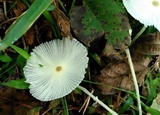 Leucocoprinus fragilissimus image