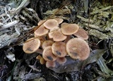 Desarmillaria tabescens image