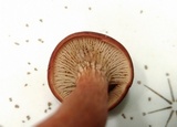 Phylloporopsis boletinoides image