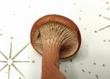 Phylloporopsis boletinoides image