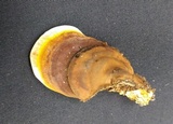 Ganoderma zonatum image