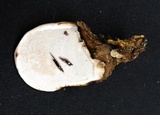 Ganoderma zonatum image