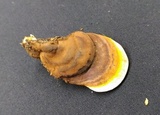 Ganoderma zonatum image