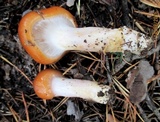 Cortinarius mucosus image