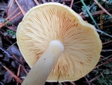 Tricholomopsis flammula image