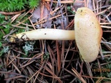 Tricholomopsis flammula image