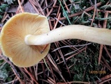 Tricholomopsis flammula image