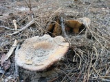 Russula ventricosipes image