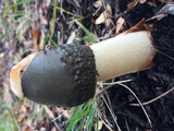 Phallus hadriani image