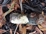 Phallus hadriani image