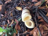 Phallus hadriani image