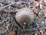 Tricholoma vaccinum image