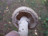Tricholoma vaccinum image