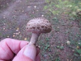 Tricholoma vaccinum image