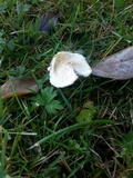 Lepiota cristata image