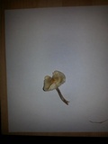 Lepiota cristata image