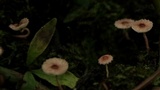 Echinoderma rubellum image