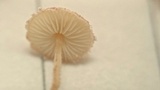 Echinoderma rubellum image