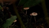 Echinoderma rubellum image