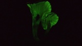Omphalotus nidiformis image